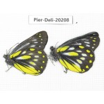 Delias partrua partrua. China, Yunnan, Nujiang, S part of Mt. Biluoxueshan. 2M. Pier-Deli-20208.