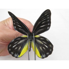 Delias partrua partrua. China, Yunnan, Nujiang, S part of Mt. Biluoxueshan. 2M. Pier-Deli-20208.