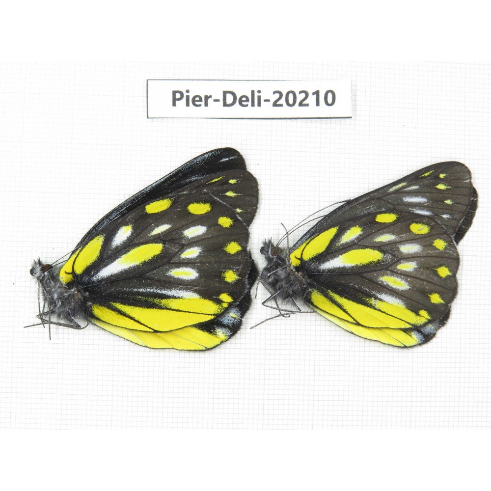 Delias partrua partrua. China, Yunnan, Nujiang, S part of Mt. Biluoxueshan. 2M. Pier-Deli-20210.