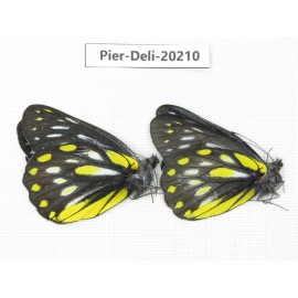 Delias partrua partrua. China, Yunnan, Nujiang, S part of Mt. Biluoxueshan. 2M. Pier-Deli-20210.