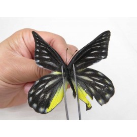 Delias partrua partrua. China, Yunnan, Nujiang, S part of Mt. Biluoxueshan. 2M. Pier-Deli-20210.