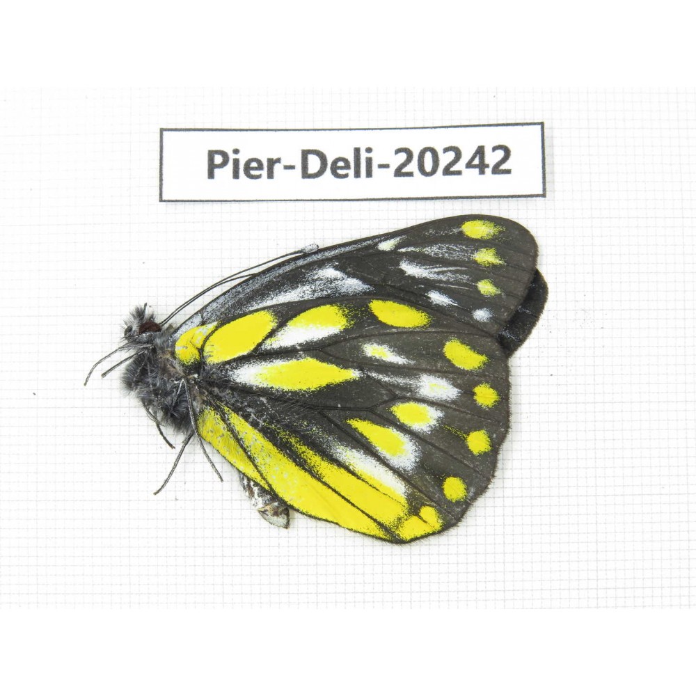 Delias subnubila ssp. China, Yunnan, Nujiang, S part of Mt. Biluoxueshan. 1M. Pier-Deli-20242.