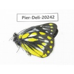 Delias subnubila ssp. China, Yunnan, Nujiang, S part of Mt. Biluoxueshan. 1M. Pier-Deli-20242.