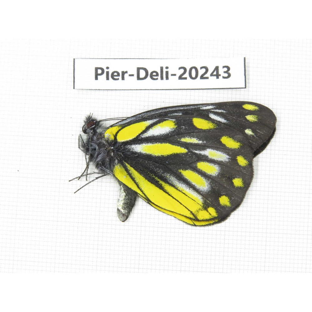 Delias subnubila ssp. China, Yunnan, Nujiang, S part of Mt. Biluoxueshan. 1M. Pier-Deli-20243.