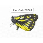 Delias subnubila ssp. China, Yunnan, Nujiang, S part of Mt. Biluoxueshan. 1M. Pier-Deli-20243.