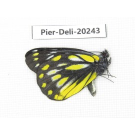 Delias subnubila ssp. China, Yunnan, Nujiang, S part of Mt. Biluoxueshan. 1M. Pier-Deli-20243.