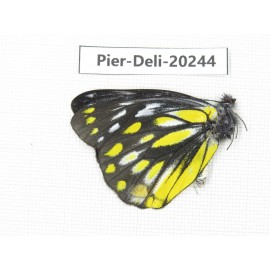 Delias lativitta yunnana. China, Yunnan, Nujiang, S part of Mt. Biluoxueshan. 1M. Pier-Deli-20244.
