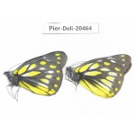 Delias subnubila ssp & Delias sanaca perspicua. China, Yunnan, Xiangerila, Mt.Meilixueshan. 2M. Pier-Deli-20464.