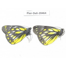 Delias subnubila ssp & Delias sanaca perspicua. China, Yunnan, Xiangerila, Mt.Meilixueshan. 2M. Pier-Deli-20464.