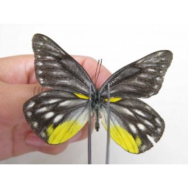 Delias subnubila ssp & Delias sanaca perspicua. China, Yunnan, Xiangerila, Mt.Meilixueshan. 2M. Pier-Deli-20464.