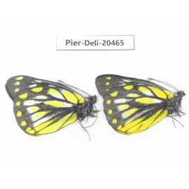 Delias subnubila ssp. China, Yunnan, Xiangerila, Mt.Meilixueshan. 2M. Pier-Deli-20465.