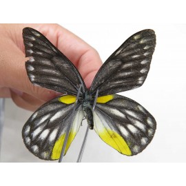 Delias subnubila ssp. China, Yunnan, Xiangerila, Mt.Meilixueshan. 2M. Pier-Deli-20465.