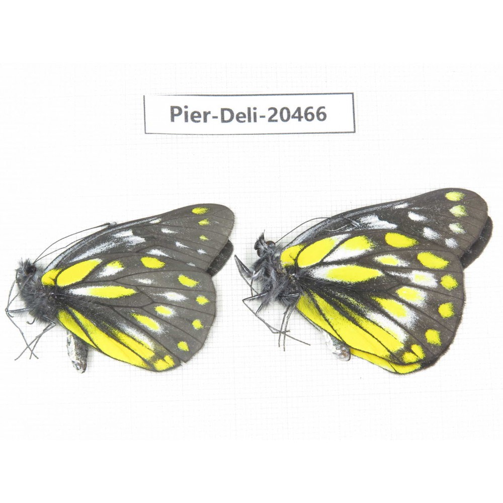 Delias sacana perspicua. China, Yunnan, Xiangerila, Mt.Meilixueshan. 2M. Pier-Deli-20466.