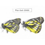 Delias sacana perspicua. China, Yunnan, Xiangerila, Mt.Meilixueshan. 2M. Pier-Deli-20466.