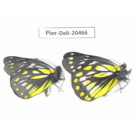 Delias sacana perspicua. China, Yunnan, Xiangerila, Mt.Meilixueshan. 2M. Pier-Deli-20466.
