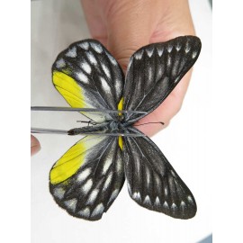 Delias sacana perspicua. China, Yunnan, Xiangerila, Mt.Meilixueshan. 2M. Pier-Deli-20466.