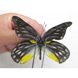 Delias sacana perspicua. China, Yunnan, Xiangerila, Mt.Meilixueshan. 2M. Pier-Deli-20466.