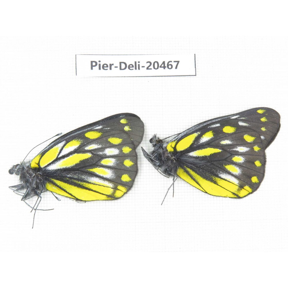 Delias subnubila ssp & Delias sanaca perspicua. China, Yunnan, Xiangerila, Mt.Meilixueshan. 2M. Pier-Deli-20467.