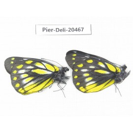 Delias subnubila ssp & Delias sanaca perspicua. China, Yunnan, Xiangerila, Mt.Meilixueshan. 2M. Pier-Deli-20467.