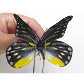 Delias subnubila ssp & Delias sanaca perspicua. China, Yunnan, Xiangerila, Mt.Meilixueshan. 2M. Pier-Deli-20467.