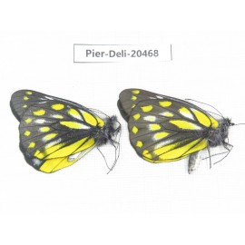 Delias sacana perspicua. China, Yunnan, Xiangerila, Mt.Meilixueshan. 2M. Pier-Deli-20468.