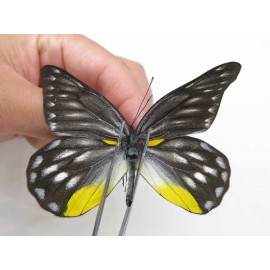 Delias sacana perspicua. China, Yunnan, Xiangerila, Mt.Meilixueshan. 2M. Pier-Deli-20468.