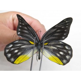 Delias sacana perspicua. China, Yunnan, Xiangerila, Mt.Meilixueshan. 2M. Pier-Deli-20468.