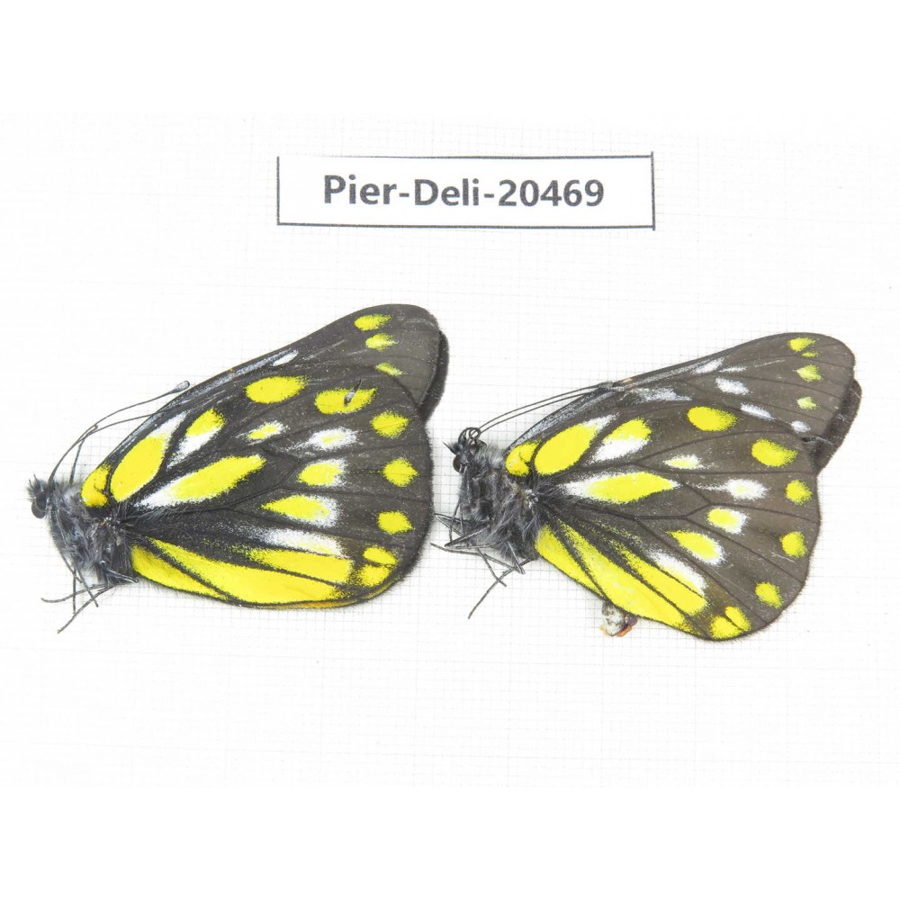 Delias sacana perspicua. China, Yunnan, Xiangerila, Mt.Meilixueshan. 2M. Pier-Deli-20469.