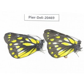 Delias sacana perspicua. China, Yunnan, Xiangerila, Mt.Meilixueshan. 2M. Pier-Deli-20469.