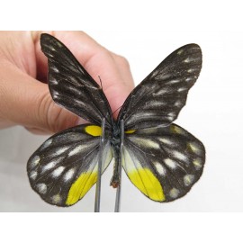 Delias sacana perspicua. China, Yunnan, Xiangerila, Mt.Meilixueshan. 2M. Pier-Deli-20469.