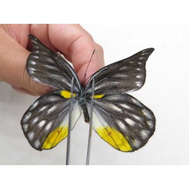 Delias sacana perspicua. China, Yunnan, Xiangerila, Mt.Meilixueshan. 2M. Pier-Deli-20469.