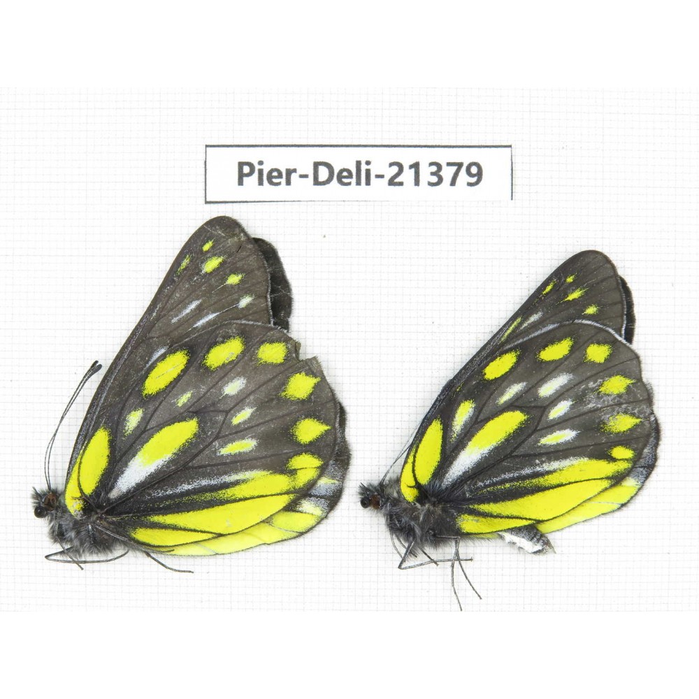 Delias partrua partrua. China, Yunnan, Xiangerila, S of Weixi county. 2M. Pier-Deli-21379.