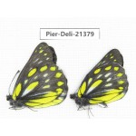 Delias partrua partrua. China, Yunnan, Xiangerila, S of Weixi county. 2M. Pier-Deli-21379.