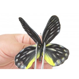 Delias partrua partrua. China, Yunnan, Xiangerila, S of Weixi county. 2M. Pier-Deli-21379.