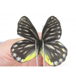Delias partrua partrua. China, Yunnan, Xiangerila, S of Weixi county. 2M. Pier-Deli-21379.