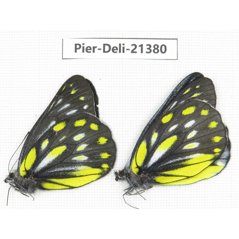 Delias partrua partrua. China, Yunnan, Xiangerila, S of Weixi county. 2M. Pier-Deli-21380.