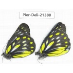 Delias partrua partrua. China, Yunnan, Xiangerila, S of Weixi county. 2M. Pier-Deli-21380.