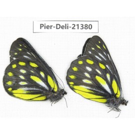 Delias partrua partrua. China, Yunnan, Xiangerila, S of Weixi county. 2M. Pier-Deli-21380.