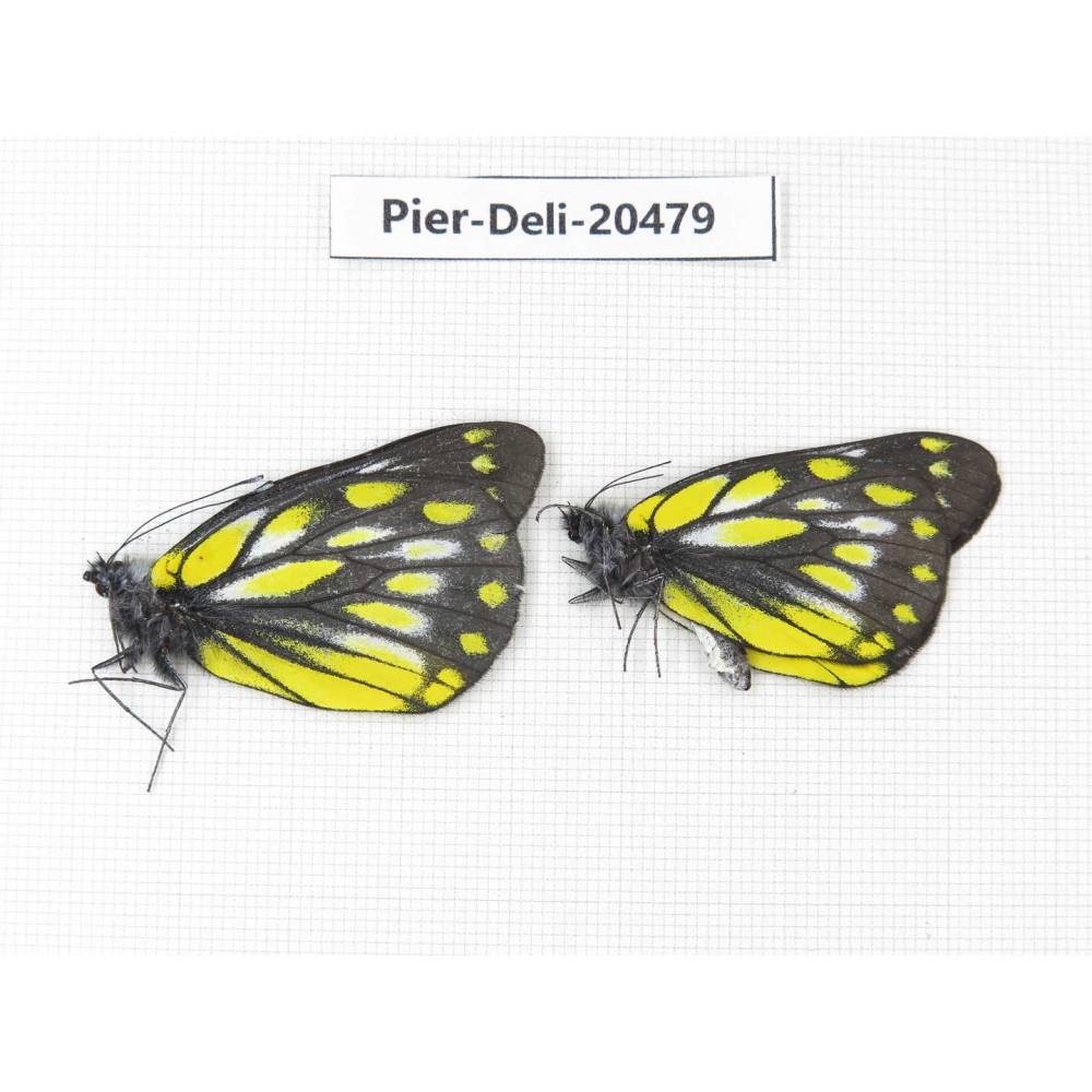 Delias subnubila ssp. China, Yunnan, Xiangerila, W of Benzilan. 2M. Pier-Deli-20479.
