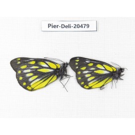 Delias subnubila ssp. China, Yunnan, Xiangerila, W of Benzilan. 2M. Pier-Deli-20479.