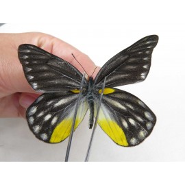 Delias subnubila ssp. China, Yunnan, Xiangerila, Weixi county. 2M. Pier-Deli-20029.