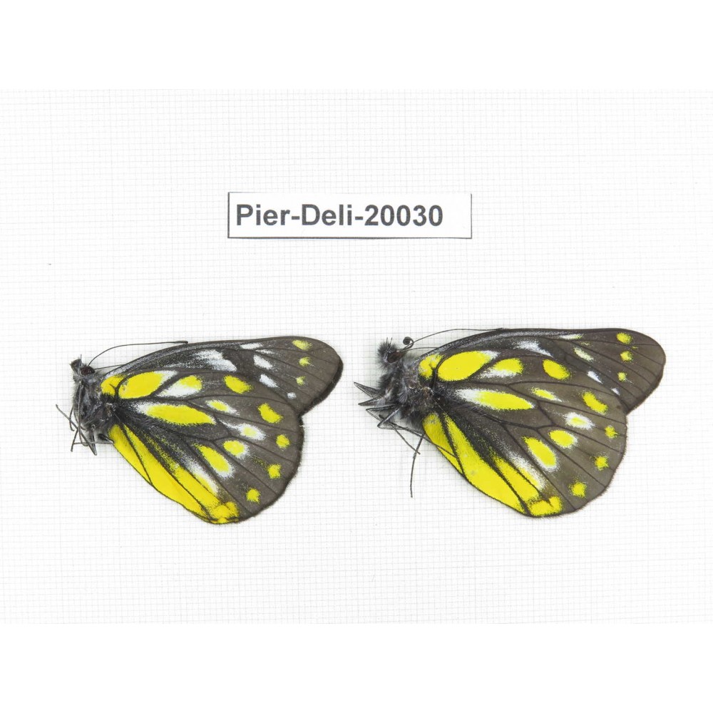 Delias subnubila ssp. China, Yunnan, Xiangerila, Weixi county. 2M. Pier-Deli-20030.