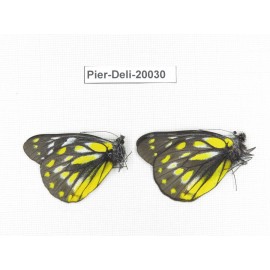 Delias subnubila ssp. China, Yunnan, Xiangerila, Weixi county. 2M. Pier-Deli-20030.