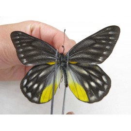 Delias subnubila ssp. China, Yunnan, Xiangerila, Weixi county. 2M. Pier-Deli-20030.