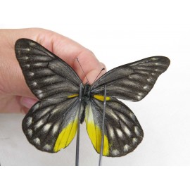 Delias subnubila ssp. China, Yunnan, Xiangerila, Weixi county. 2M. Pier-Deli-20030.