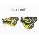 Delias subnubila ssp. China, Yunnan, Xiangerila, Weixi county. 2M. Pier-Deli-20031.