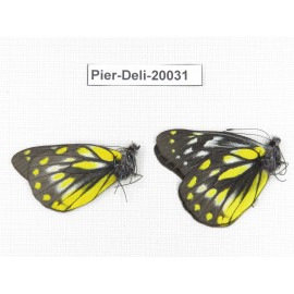 Delias subnubila ssp. China, Yunnan, Xiangerila, Weixi county. 2M. Pier-Deli-20031.
