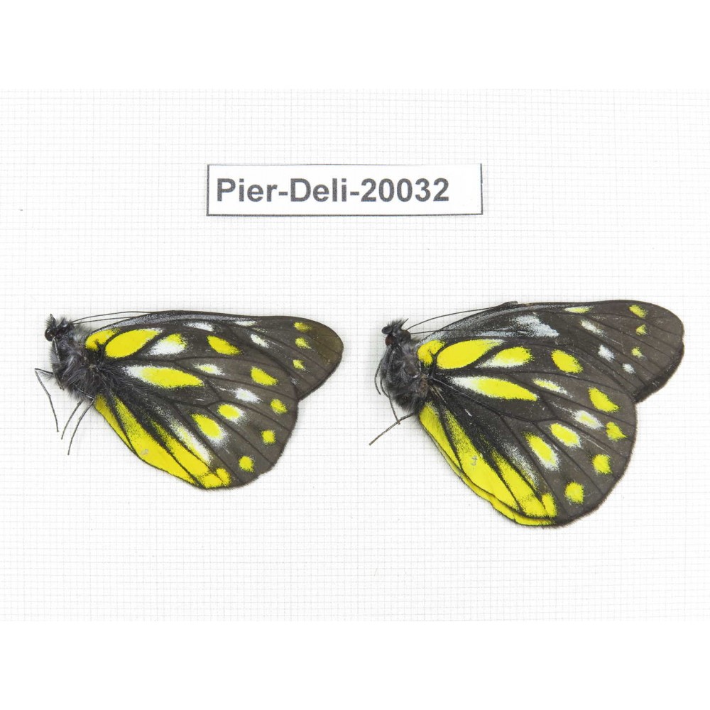 Delias subnubila ssp. China, Yunnan, Xiangerila, Weixi county. 2M. Pier-Deli-20032.