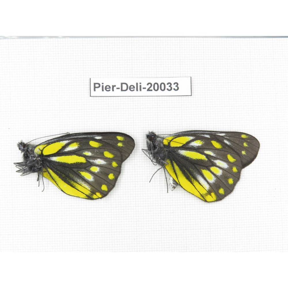Delias subnubila ssp. China, Yunnan, Xiangerila, Weixi county. 2M. Pier-Deli-20033.