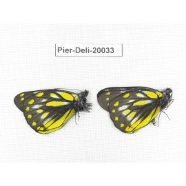 Delias subnubila ssp. China, Yunnan, Xiangerila, Weixi county. 2M. Pier-Deli-20033.
